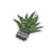 Lot de 3 écussons thermocollants cactus en pot gris 4,5cm x 4cm